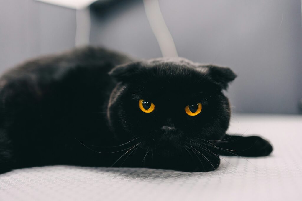 Black cat with orange eyes.